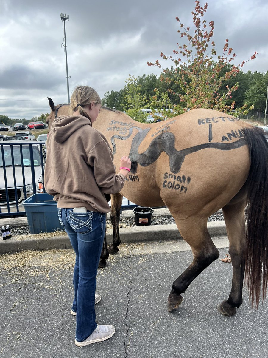 CarrieB79's tweet photo. To complete the anatomy unit in the Equine Science class, Ss were charged with presenting their chosen system to the class. Ss created board games, 2D models and painted live horses to demonstrate their understanding of how systems work inside horses. #studentagency #learnbydoing https://t.co/i6Rwxuahq1