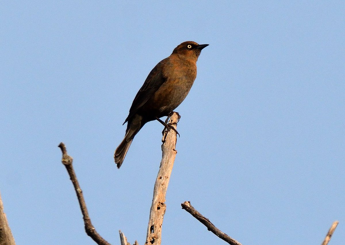 Thomas__Long's tweet photo. Rusty Blackbird \ Quiscalle Rouilleux @HSBernard #Chateauguay #Quebec #Canada #ornithoqc #ornithology #BPQBirdsighting #bird #birds #photography #nature #wildlife #birdwatching #birdphotography #birding #birdingphotographyRusty https://t.co/YhKy4JCBlN