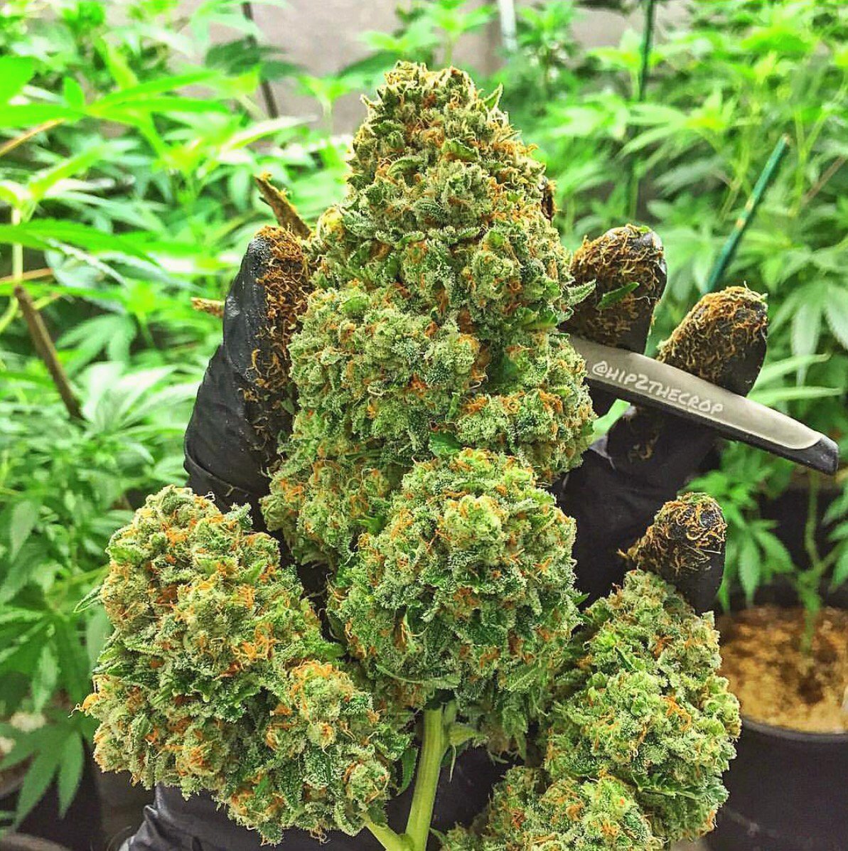 Big Beautiful Buds!

📷hip2thecrop