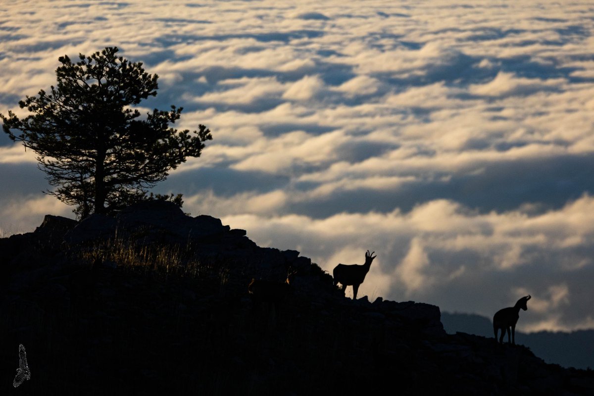 Buscar cervols peró trobar isards, indisfrutar igulamemt.... <a href="/gfmanlleu/">Grup Fotogràfic Manlleu</a> <a href="/CanonEspana/">Canon España</a> @eltempsTV3