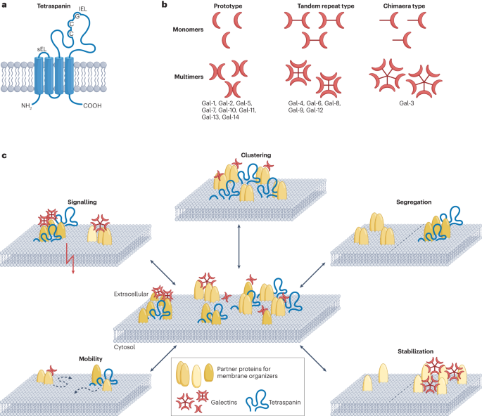 NatRevImmunol's tweet photo. Membrane organization by tetraspanins and galectins shapes lymphocyte function https://t.co/NFkD8jfXCn https://t.co/yMsIyFEYzT