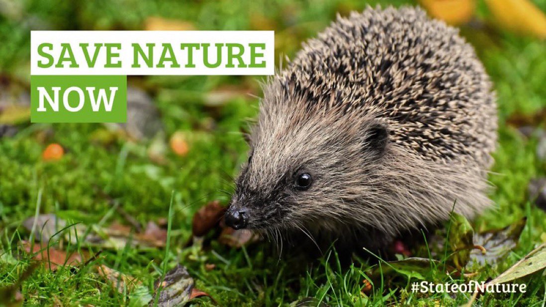 The 2023 #StateOfNature report shows that nature loss is still out of control📉

This year’s figures that over 1500 species are at risk of being lost ☠️

Read the full report here: bit.ly/stateofnature23