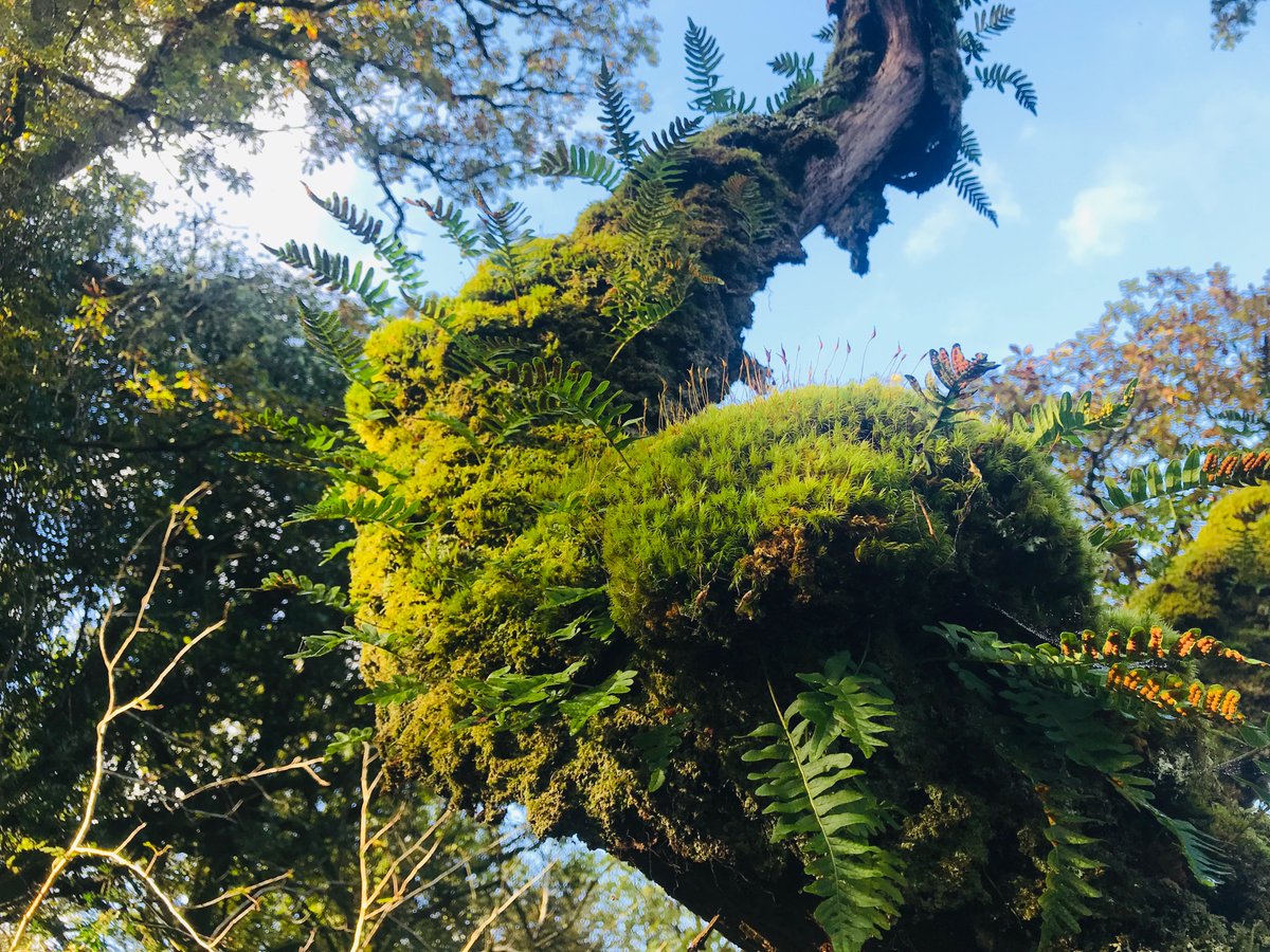 "59% of mosses and liverworts have declined in distribution across Britain."

Just one of many horrifying stats in the new #StateOfNature report: stateofnature.org.uk/wp-content/upl…

Time to turn things around: march, demonstrate, vote for nature.