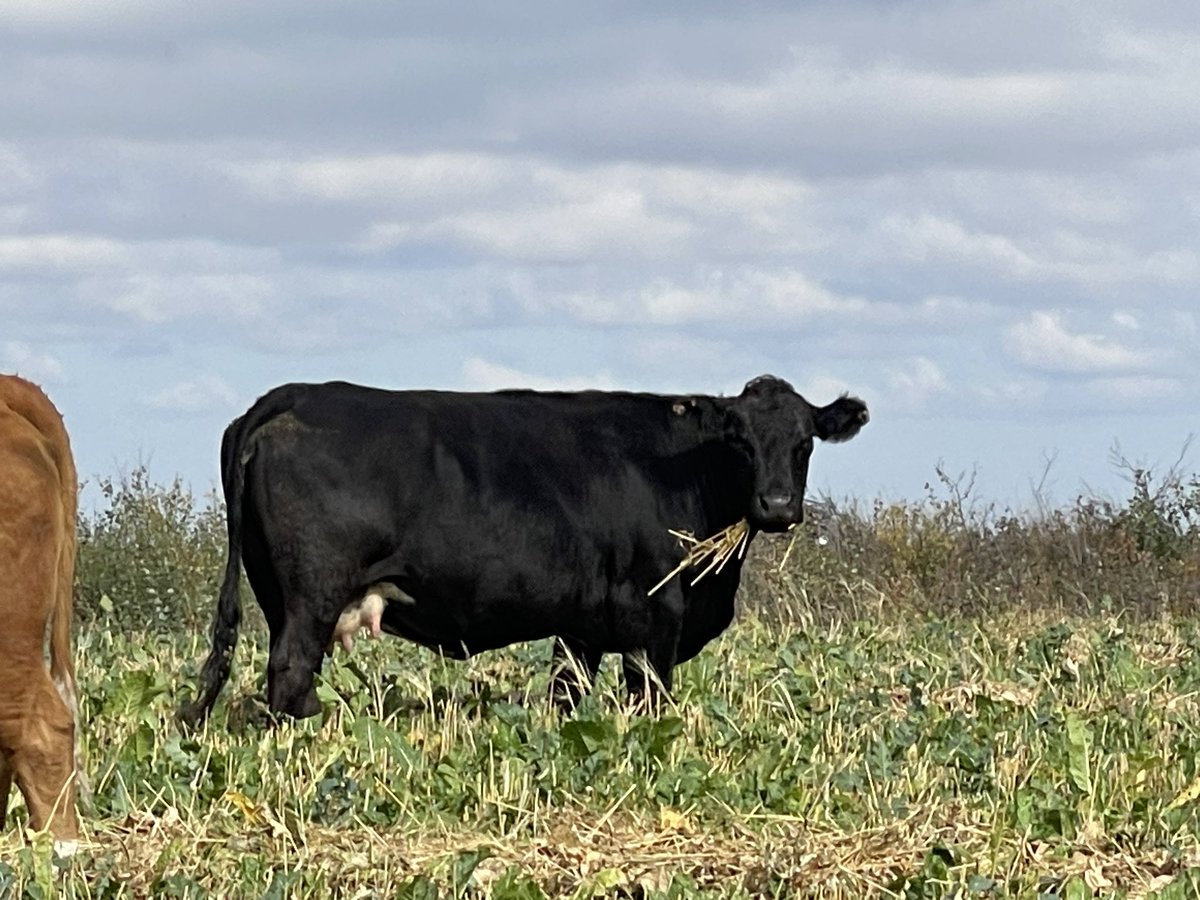 Amy Jean Bonchuk tweet media