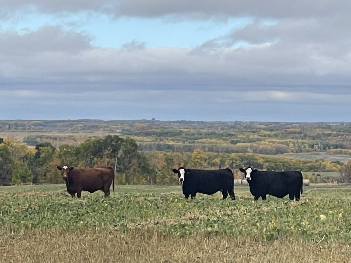 Amy Jean Bonchuk tweet media