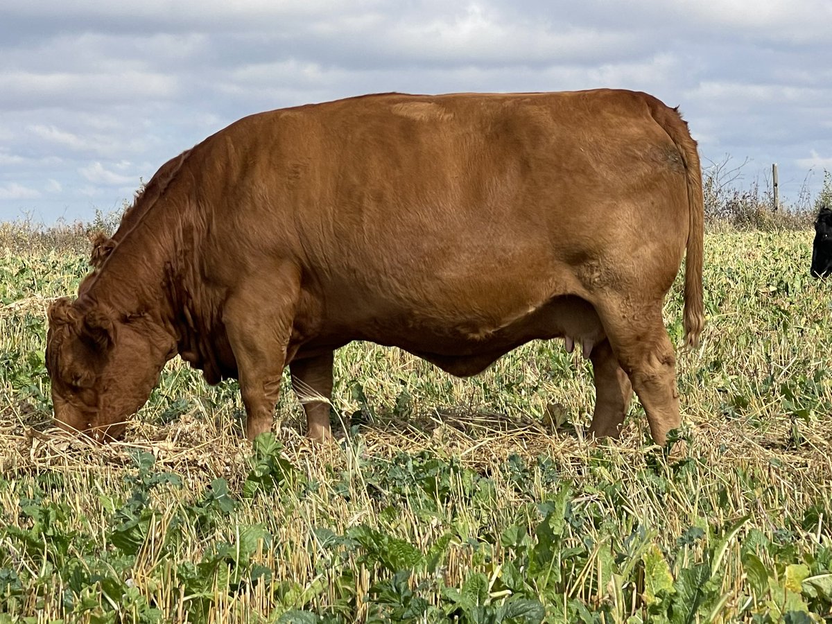 Amy Jean Bonchuk tweet media