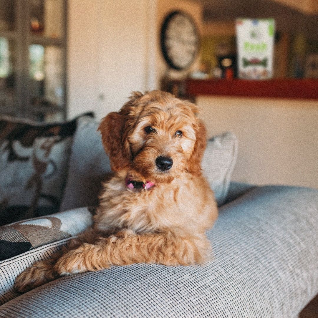 Home is where your dog waits for you on the sofa, ready to fill your heart with love and warmth. 🏡🐾❤️

#HomeSweetHome #FurryCompanion #dogmomlife #funmoments #furbaby #homedogboarding #homegoals #dogevity #dogdetox