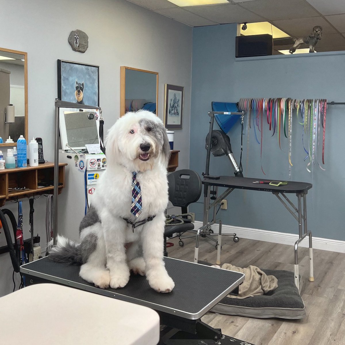 muppet_real's tweet photo. I just love my groomer! 🩵🪮🛁💙 #spaday
.
.
#groomer #fortyninemonthsold #groomers #fouryearsold #spadays #heyhandsome  
#handsome #oneblueeyeonebrowneye #MupptheGiantPup #handsomeboy #funtimes #Florida #ilovedogs #dogmodel #iloveyou https://t.co/brKJH0BfX9