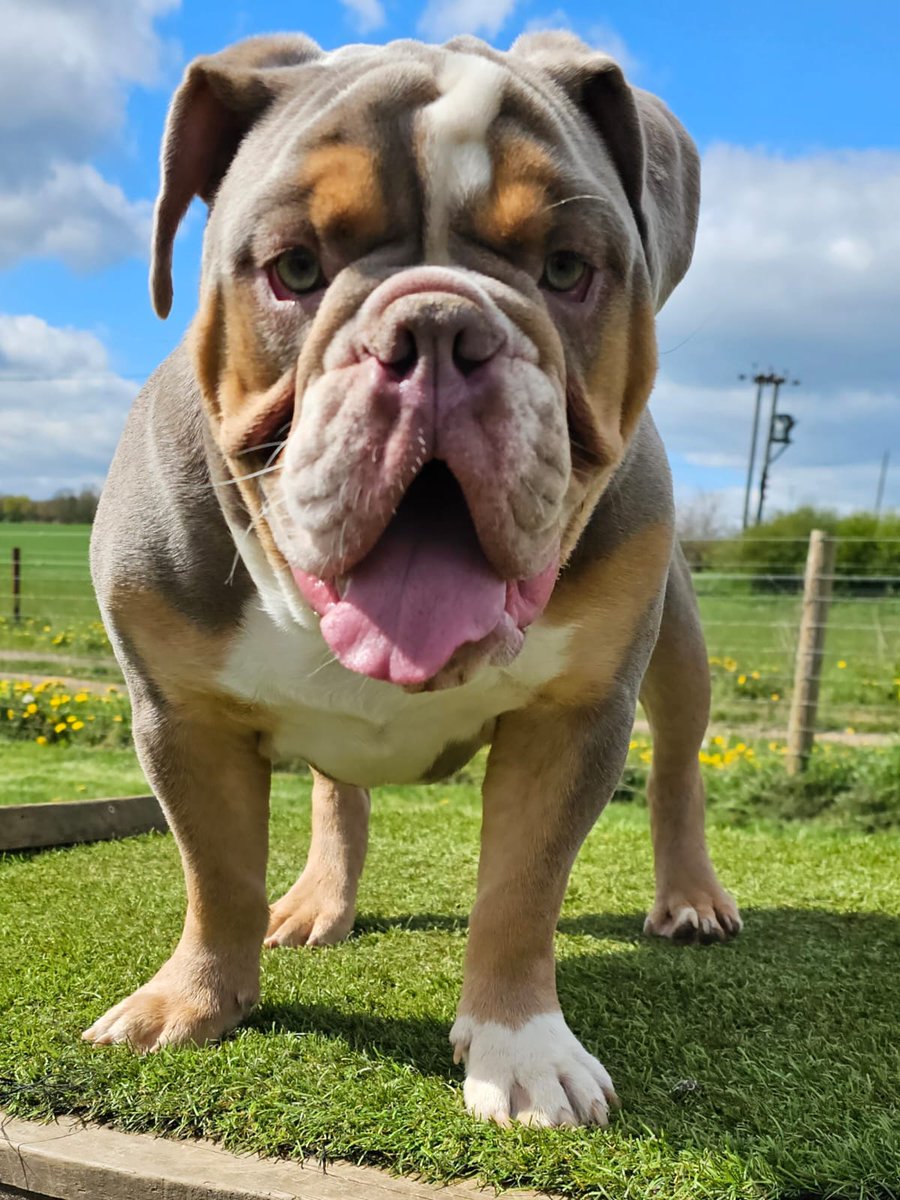 Rest easy my little dude fucking love you 💜💙💜