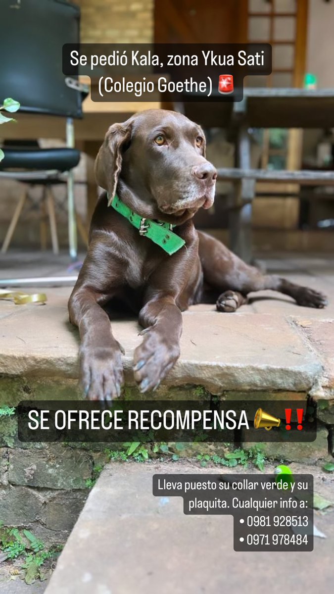 Seguimos sin tener noticias sobre Kala ☹️😔 porfa ayúdennos a seguir compartiendo 🙏🏻🙏🏻🙏🏻🙏🏻