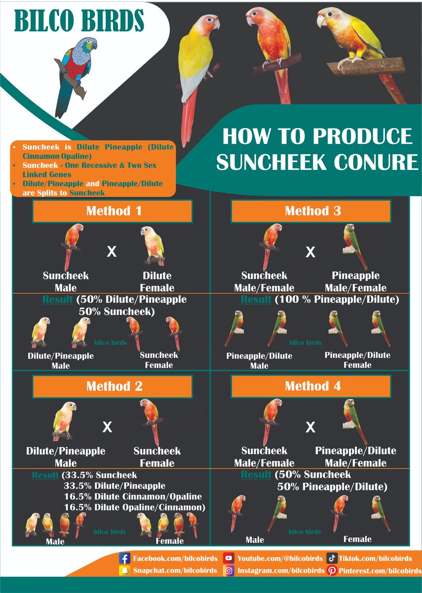 How to produce suncheek conure
#bilcobirds #conure #conuresofinstagram  #sunconure #conures #conurelove #conuresofig #conuresonly #sunconures #jendayconure #conureparrot #conurelover   #conurelife  #conureofinstagram #nandayconure #sunconurelove #instaconure #conurestagram