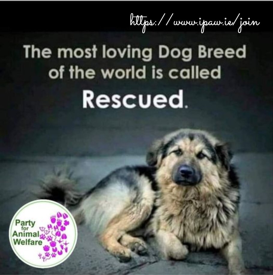 The most Dog Breed of the world is called
Rescued.

#BanPuppyFarming
#AdoptDontBuy 
#AdoptDontShop 
#EndPuppyFarms
#liveline 
#StopTheBackYardBreeding

#LE2024
#EP2024
#GE2025