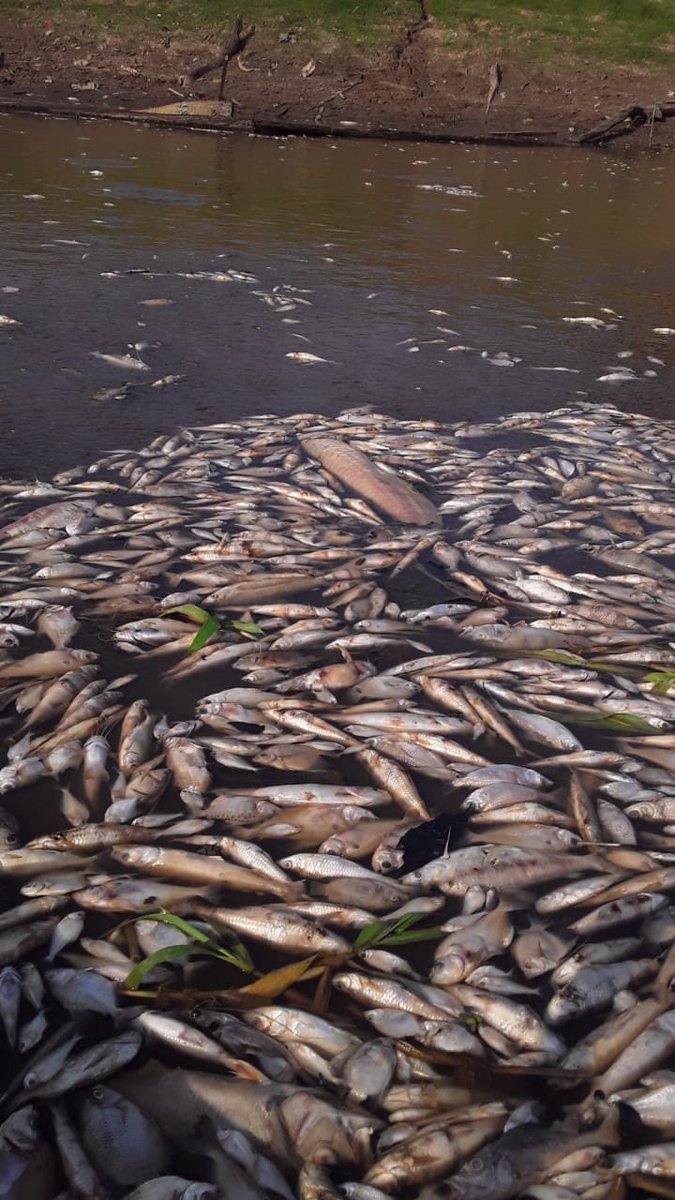 luciana g cataldi tweet media