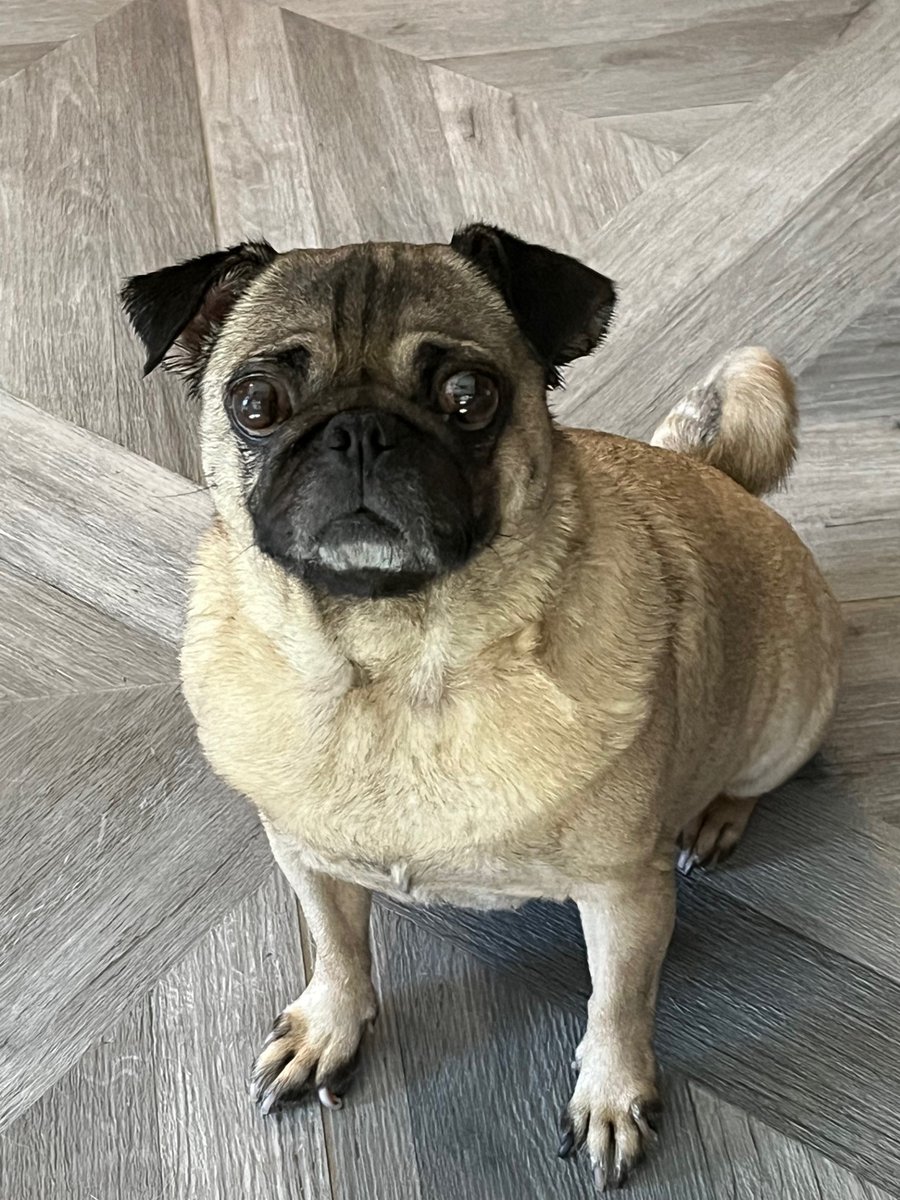 APARN's tweet image. New adoptable pug: MICKI – 5 YEARS – FEMALE aparn.org/adopt/micki-5-…
