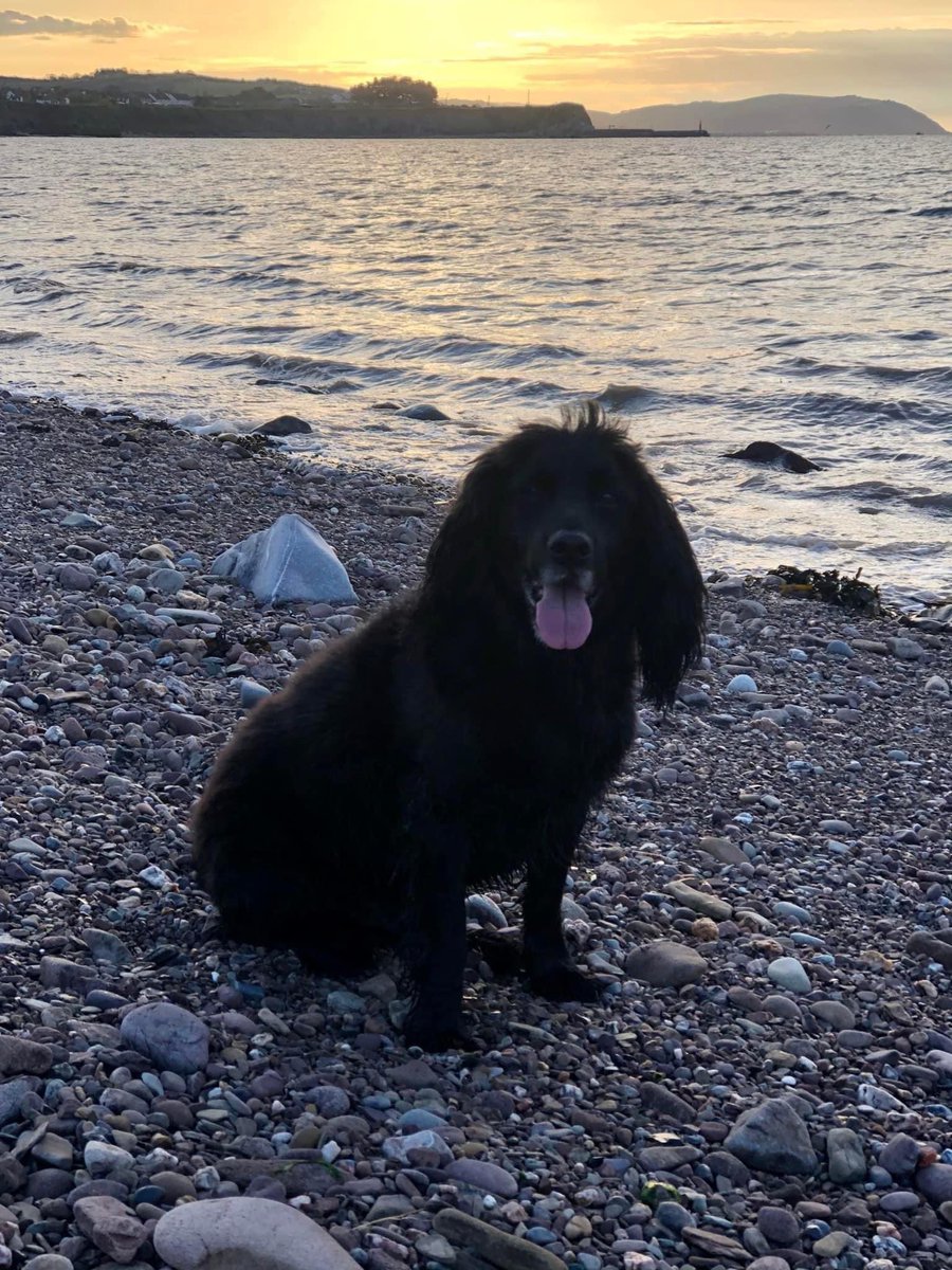 #SpanielHour 

SCOTT over 300 ppl in those first few days searched the area for this much loved boy 
Black #SPROCKER STOLEN? #Somerset #TA4 23/9/21 
#findScott 
m.facebook.com/groups/4540059…
@scott_find @juliagarland73 @RachaelB100 @thomp918 @BitofDecorum @JacquiSaid @alid2912 @bs2510