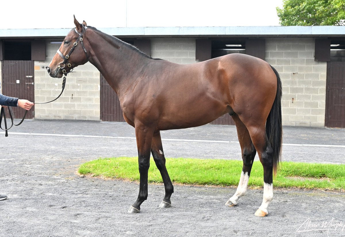 Darley in Europe (@darleyeurope) on Twitter photo 🇮🇪 Another great result for Champion juvenile #Earthlight, as the <a href="/BallinafadS/">Ballinafad Stud</a> consigned Lot 515 at <a href="/Goffs1866/">Goffs</a> Orby sale, is snapped up by <a href="/adrian_keatley/">Keatley Racing</a> /Damien Moore for €140,000! 💪🏇👍 🇮🇪 Another great result for Champion juvenile #Earthlight, as the <a href="/BallinafadS/">Ballinafad Stud</a> consigned Lot 515 at <a href="/Goffs1866/">Goffs</a> Orby sale, is snapped up by <a href="/adrian_keatley/">Keatley Racing</a> /Damien Moore for €140,000! 💪🏇👍