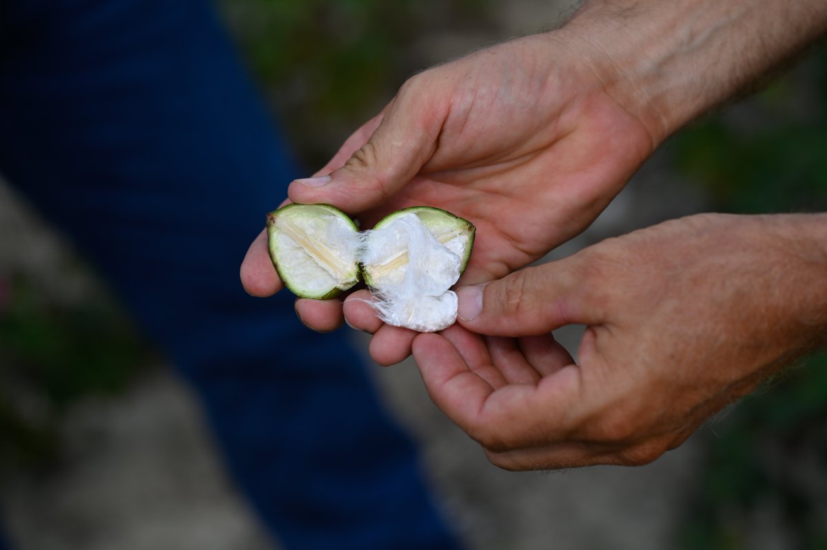 <a href="/LoriUnruhSnyder/">Lori U. Snyder, PhD.</a>'s team found that #cotton seed damage can predict seedling performance. Research is underway to see how AI can help scan seeds faster and if biostimulants can rescue doomed seedlings.
<a href="/XiangLirong/">Lirong Xiang</a> <a href="/BiostimulantAg/">Matthew Starr</a>  <a href="/CottonInc/">Cotton Incorporated</a> 
cals.ncsu.edu/crop-and-soil-…