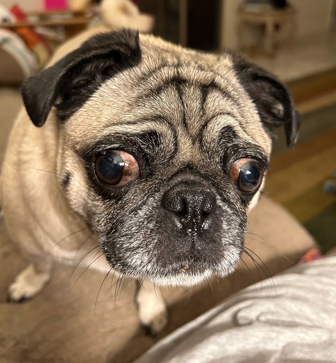 APARN's tweet image. New adoptable pug: FEEFEE – 5 YEARS – FEMALE aparn.org/adopt/feefee-5…