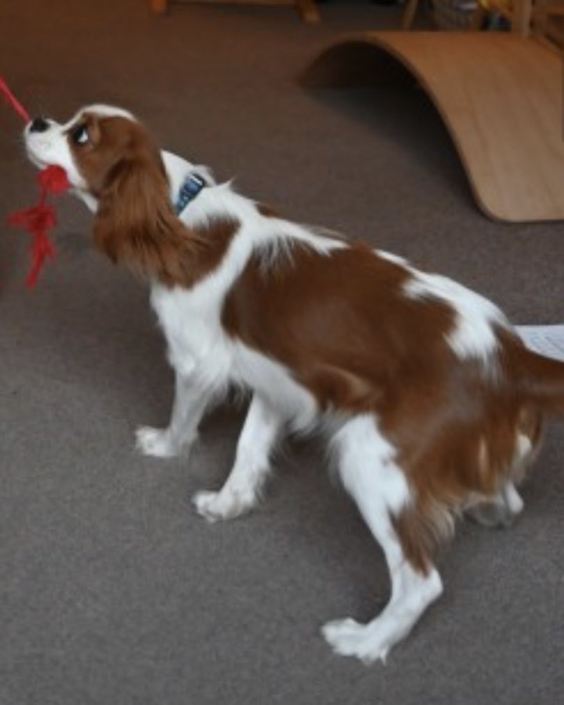 rosieDoc2's tweet photo. #SpanielHour
CHARLIE #STOLEN 7/1/23
Female/young adult BLENHEIM #CavalierKingCharles
#Grays #Blackshots area #RM16
HER COLLAR WAS FOUND HALF A MILE FROM THE HOUSE (it couldn’t of FELL OFF)
CHIPPED
https://t.co/ItsnpQAt2W
@JacquiSaid @Eloquencealways @LisaClareRead2 https://t.co/leNA0RWqGo