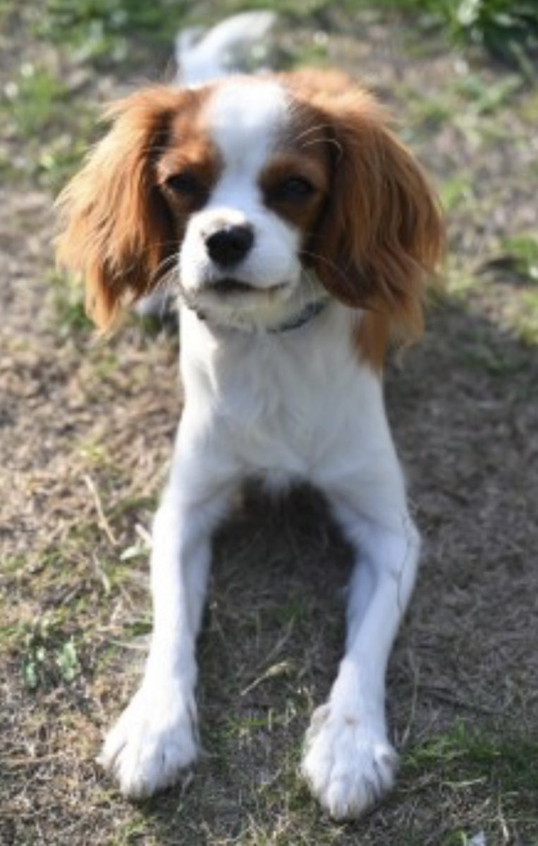 rosieDoc2's tweet photo. #SpanielHour
CHARLIE #STOLEN 7/1/23
Female/young adult BLENHEIM #CavalierKingCharles
#Grays #Blackshots area #RM16
HER COLLAR WAS FOUND HALF A MILE FROM THE HOUSE (it couldn’t of FELL OFF)
CHIPPED
https://t.co/ItsnpQAt2W
@JacquiSaid @Eloquencealways @LisaClareRead2 https://t.co/leNA0RWqGo
