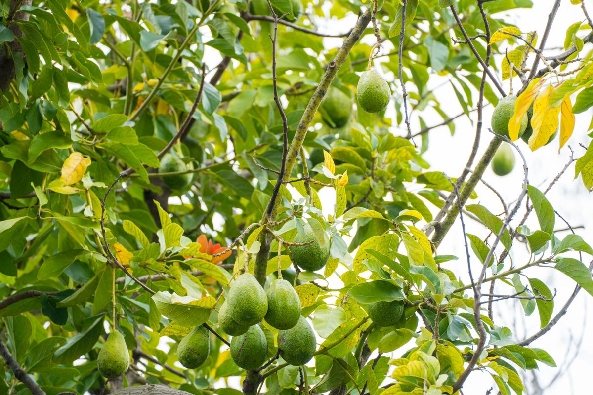 Redwan Hussien (@redwanhussien) on Twitter photo 