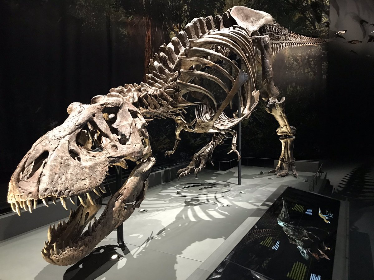 Hesters Rariteitenkabinet tweet media