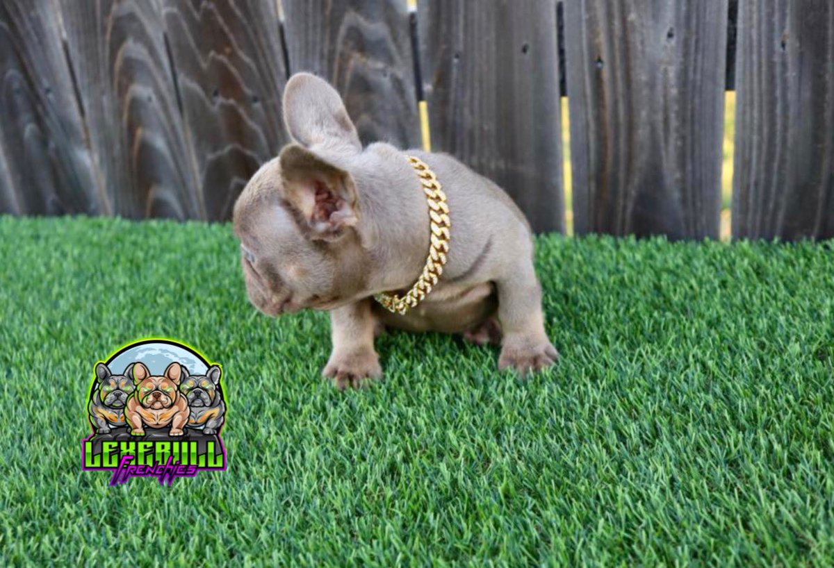 lexebull tweet picture