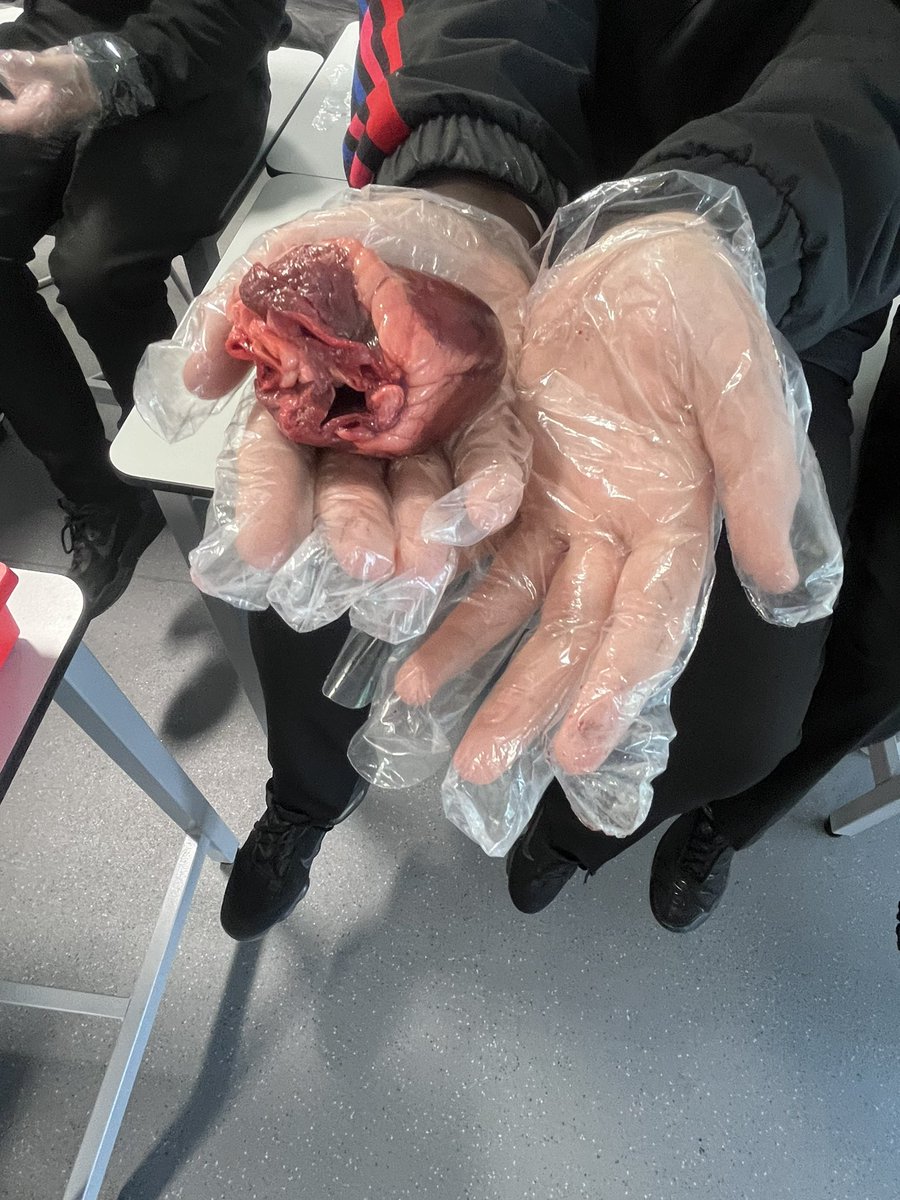 (Most😂) of S2 science enjoyed taking part in a heart and lungs dissection today as part of their Body Systems topic 🫁🫀