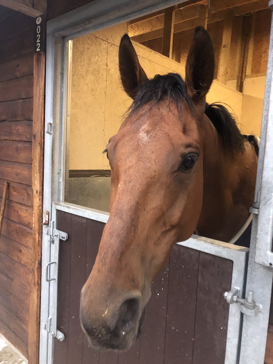 Shulton_Fay's tweet photo. Day 1 was a massive success!! 2 runners =
2 Winners 🥳🎉
Both warriors in bottomless mud! 🌧️
TEAM NTD is back in the winners enclosure! Bring on the rest of the season! 💪
#Awesome4some 😍 #UncleBert 🥇🏆 @PerthRacecourse https://t.co/MZQoYJxjzA