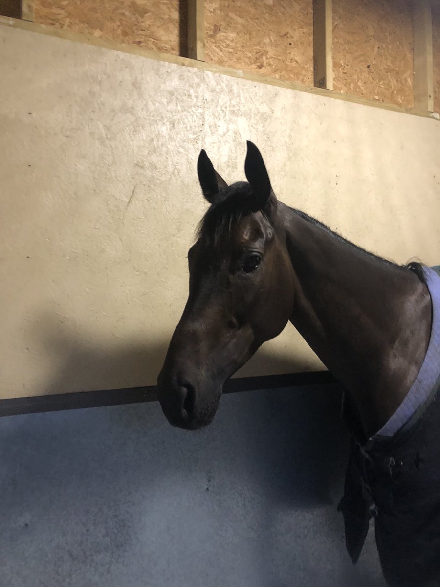 Shulton_Fay's tweet photo. Day 1 was a massive success!! 2 runners =
2 Winners 🥳🎉
Both warriors in bottomless mud! 🌧️
TEAM NTD is back in the winners enclosure! Bring on the rest of the season! 💪
#Awesome4some 😍 #UncleBert 🥇🏆 @PerthRacecourse https://t.co/MZQoYJxjzA