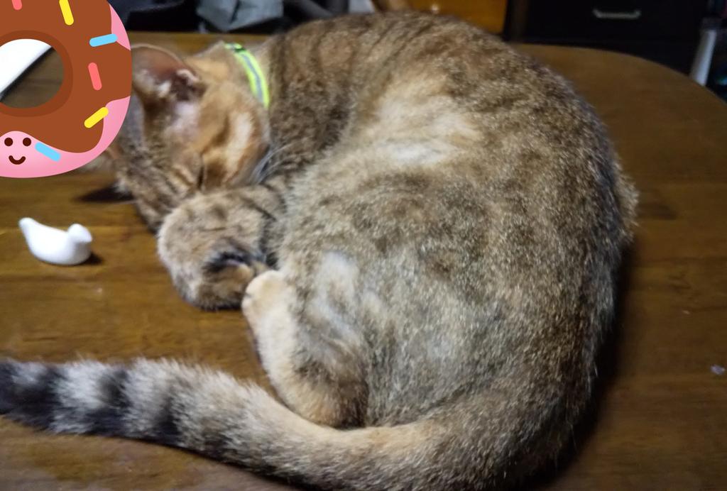aiwookurou's tweet photo. #猫画像  夜中はここ(食卓)で寝てるポイ🐈️😄😽 https://t.co/JOdaZSXtjM