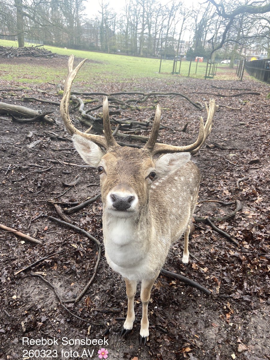 Beste mensen, 
Vannacht zijn alle hertenbokken en het jong en wsl ook een aantal hindes uit de #hertenkamp #ParkSonsbeek gehaald. 
Het leed voor de kudde is onnavolgbaar, met dierenwelzijn heeft dit niets te maken.
Weet voor het eerst niet wat te doen 💔🦌. Wie weet raad? 🙏