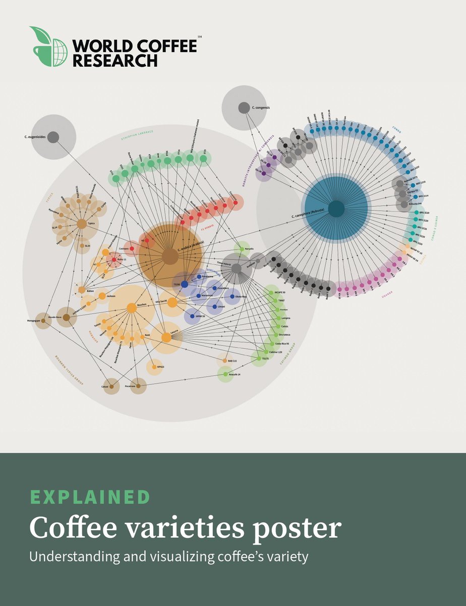 The Coffee Varieties Poster: Explained!

We created a new guide to support the understanding and visualization of coffee's variety. Learn what the various circles, lines, and colors represent by downloading the explainer on our website.

Get started: worldcoffeeresearch.org/resources/coff…