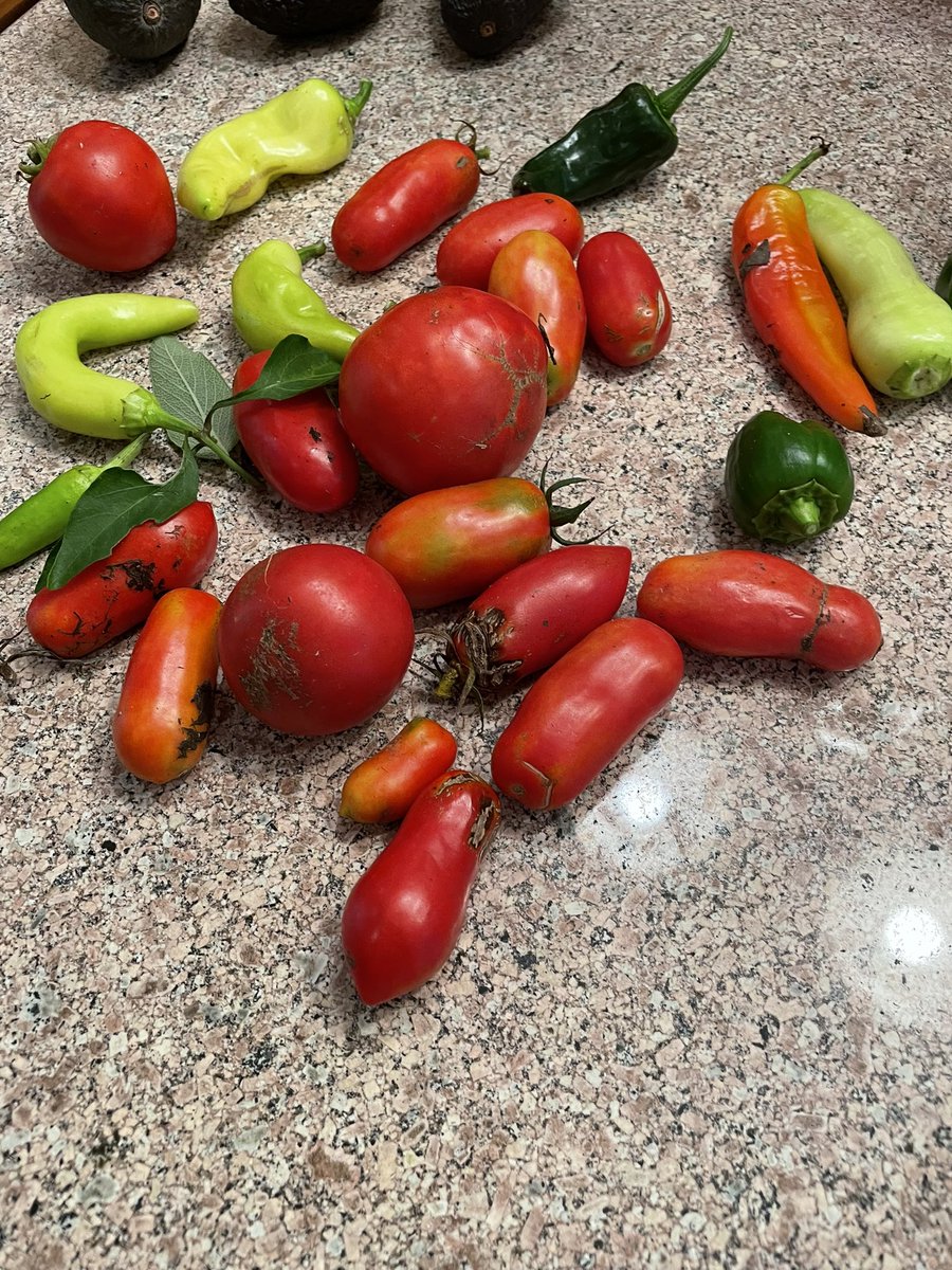 Kingston garden is still growing tomatoes, peppers and herbs! <a href="/KingstonVBCPS/">Grant Baker</a> <a href="/kingston_vb/">VBKingston</a> <a href="/Sarah_AllardVB/">Sarah Allard</a>