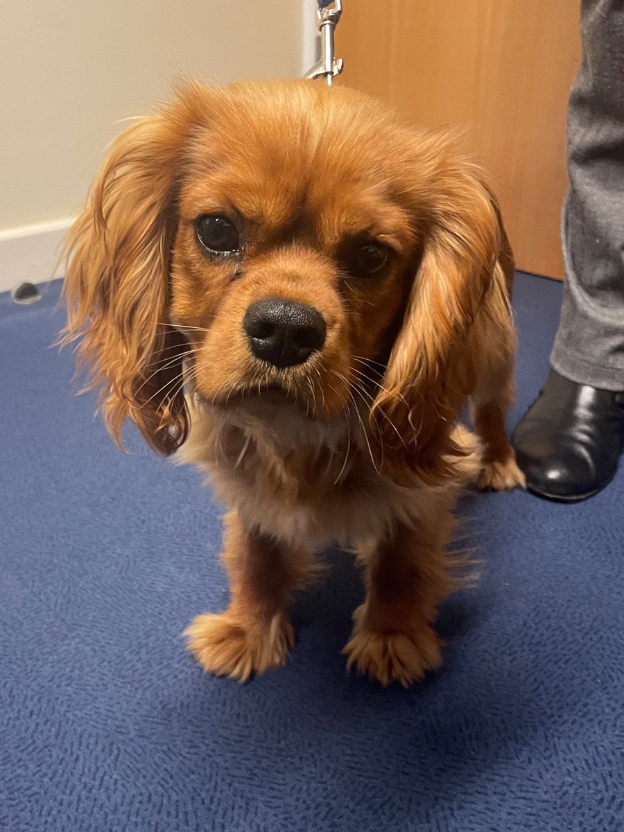 Welcome to Everton Nursery School  - Hugo The Nurture Dog.
 🐶🦴