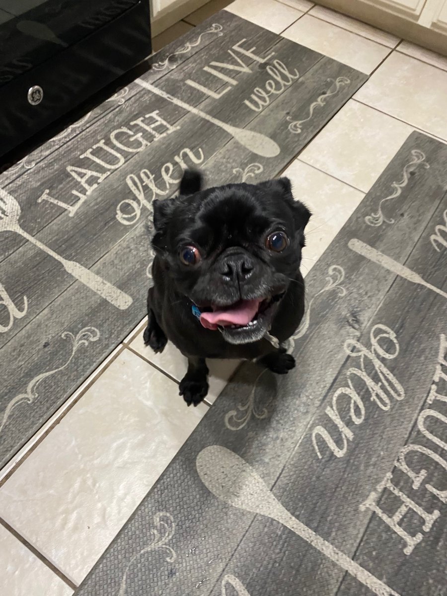 APARN's tweet image. New adoptable pug: FRANKIE – 4 YEARS – MALE aparn.org/adopt/frankie-…