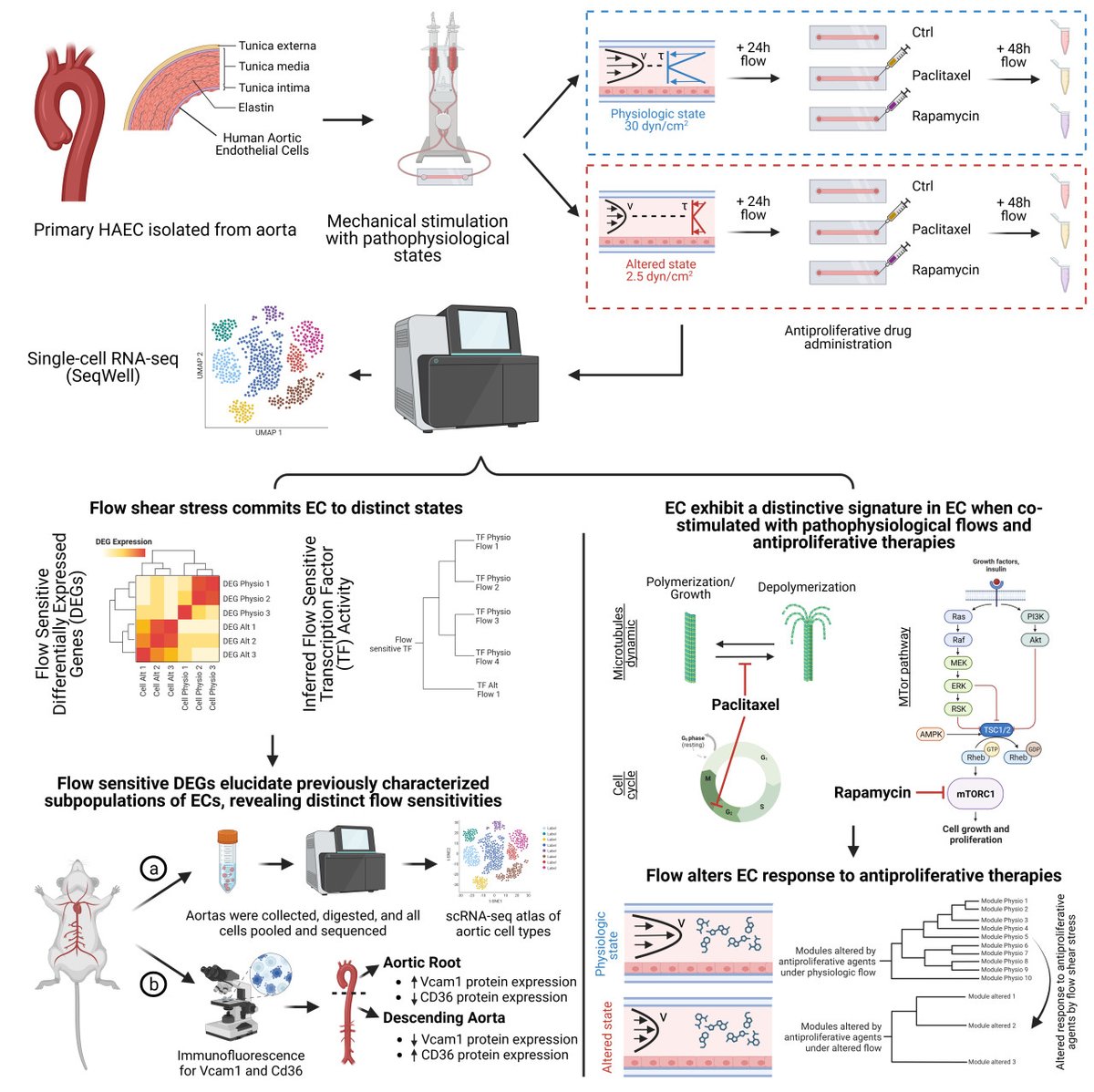 Flow-induced shear stress elicits a unique endothelial cell state, altering their response to antiproliferative therapies. <a href="/agsalmar/">Antonio Salazar</a>, <a href="/askallur/">Aditya S Kalluri</a>, <a href="/mav_tweets/">Martin A. Villanueva</a>, <a href="/travishughes/">Travis Hughes</a>, <a href="/marc_wadsworth/">Marc H. Wadsworth II</a>, <a href="/MercedesBalcell/">Mercedes Balcells</a>, <a href="/FarhadRNezami/">Farhad R. Nezami</a>, <a href="/shaleklab/">Shalek Lab</a>, <a href="/EdelmanLab/">Harvard-MIT BMEC</a>
ahajrnls.org/467i8h8