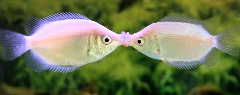 me and him when an evil witch turned us into fishes
