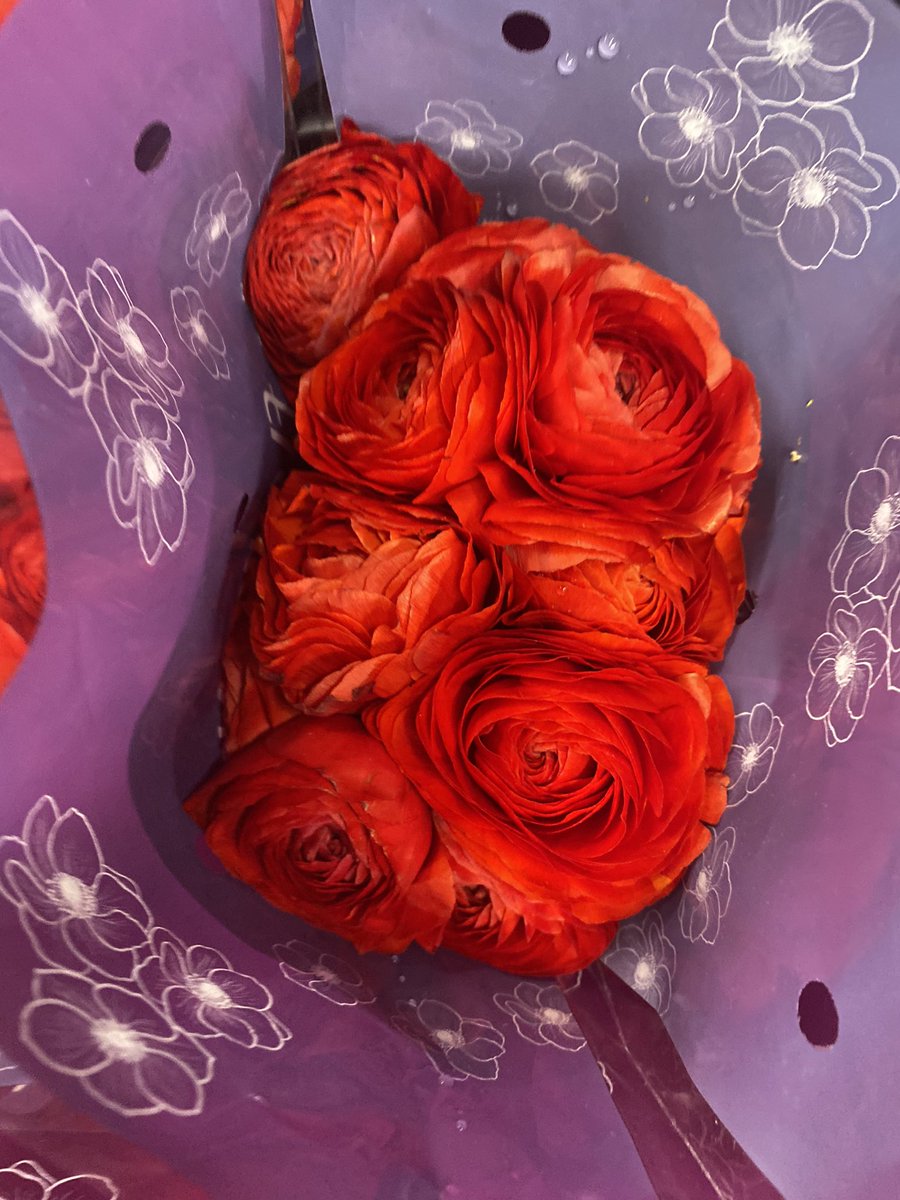 sofloco's tweet image. Red Rananculus @sofloco