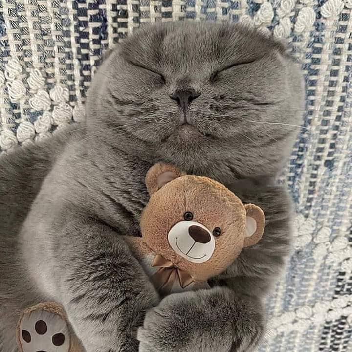 WE LOVE CATS tweet media
