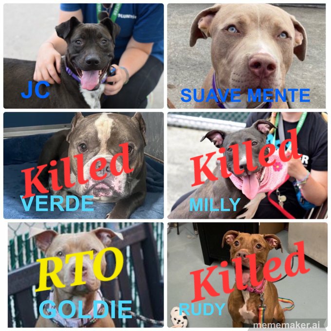 Please save Suave Mente and JC, who are, as far as I know, still alive <a href="/NYCACC/">Animal Care Centers of NYC</a> today. The others I tried so hard to save were killed earlier in the day.
Thank you.

Pledge. Foster. Adopt. Let <a href="/notthesameone2/">Not the Same</a> <a href="/ckarr2/">cathy karr Ⓥ🐘♎</a> <a href="/NMBewitched/">NMHP</a> <a href="/CathyPolicky/">Cathy Policky</a> know you would like to help a dog.
RT