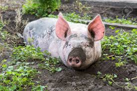 lnraiders1's tweet photo. WATCH Mr. Kennedy, Mrs. Oglesby, Mr. Kawata, or Mr. Brown KISS A REAL LIVE PIG! Stop by the HS office or come to the football game this Friday to donate - whoever makes the most money for Student Council will smooch a piggy for your delight at the Homecoming Pep Rally! https://t.co/0fZc8yoXha