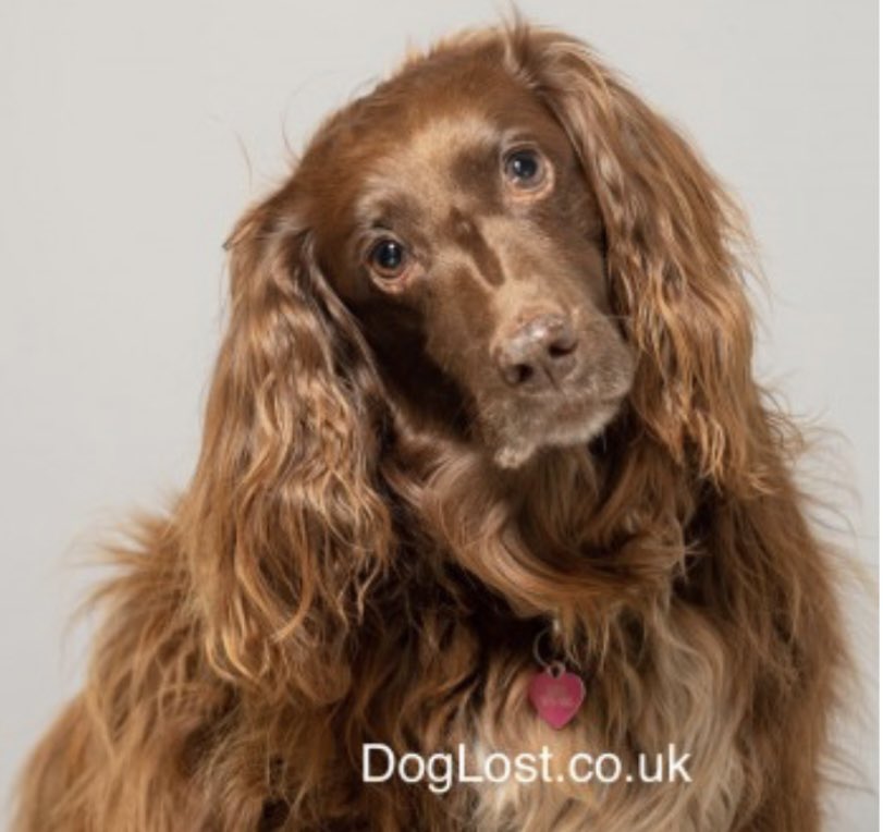 rosieDoc2's tweet photo. #SpanielHour 

KERA 15 yr old #Cocker went missing 6/1/23 from her garden in #Rosside #ULVERSTON #LA12 
Despite extensive searching - NOTHING 
Deaf with limited vision &amp; on heart meds 
Where did she go? 
TAGGED CHIPPED SPAYED 

https://t.co/lZsSdgRn6z

@JacquiSaid @RachaelB100 https://t.co/4nKzJ6rzwz