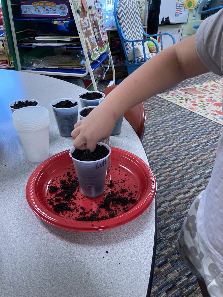 Planting the apple seeds, let’s see if we can grow an apple tree.  
#johnnyappleseed 
#Kindergarten