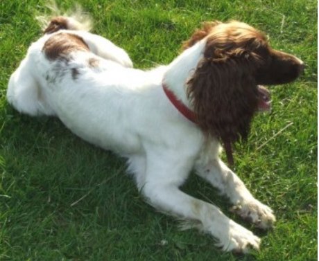 bs2510's tweet photo. SALLY #SpanielHour
Female #EnglishSpringerSpaniel Young Adult 2year old liver/white liver head white body with bit of liver near tail
#Missing 02 Aug 2010 #Oxspring near #Sheffield S36 wearing red collar & some the dye from collar come off on neck
https://t.co/hrhtgDiCpQ https://t.co/koAJFqcrPS