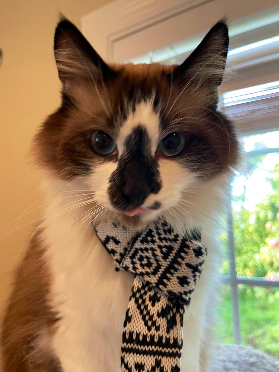 #PhotoChallenge2023September
Day27: bandana or scarf
This is my favorite scarf that I put on when the weather starts getting chilly! How do I look?! #NationalScarfDay
#CatsOfTwitter #CatsOfX #XCats #WhiskersWednesday #CatsAreFamily