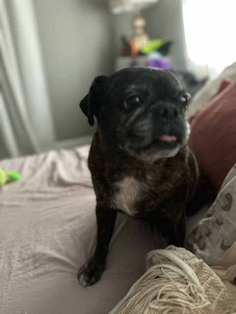 APARN's tweet image. New adoptable pug: OLIVIA – 9 YEARS – FEMALE aparn.org/adopt/olivia-9…