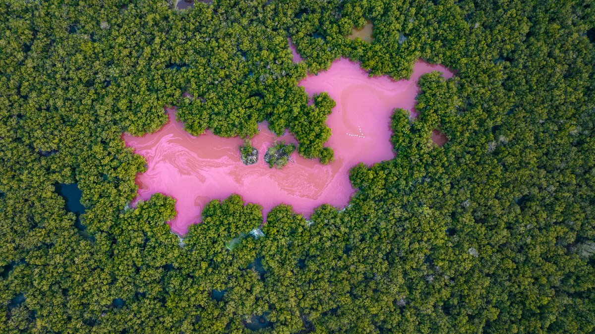 Mangrove Action Project tweet media