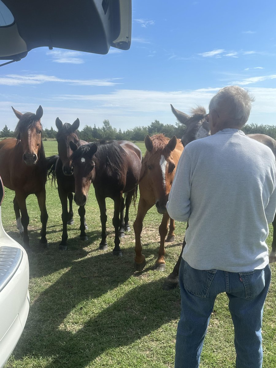 moodysally1's tweet photo. NO donations yesterday for hay or board due Oct 1st $5 $10 $20 All donation add up & are tax deductible Please #Share #Donate #SpreadTheWord https://t.co/E4zJUtbsMX https://t.co/Q9ipcsOeUV
Here's Chief, Tyson, Ella, Erin & Peregrin once #WildHorses we saved from kill pens now at 1 of our wonderful fosters patiently waiting to being given treats by the fosters dad This is so special❤️🐎