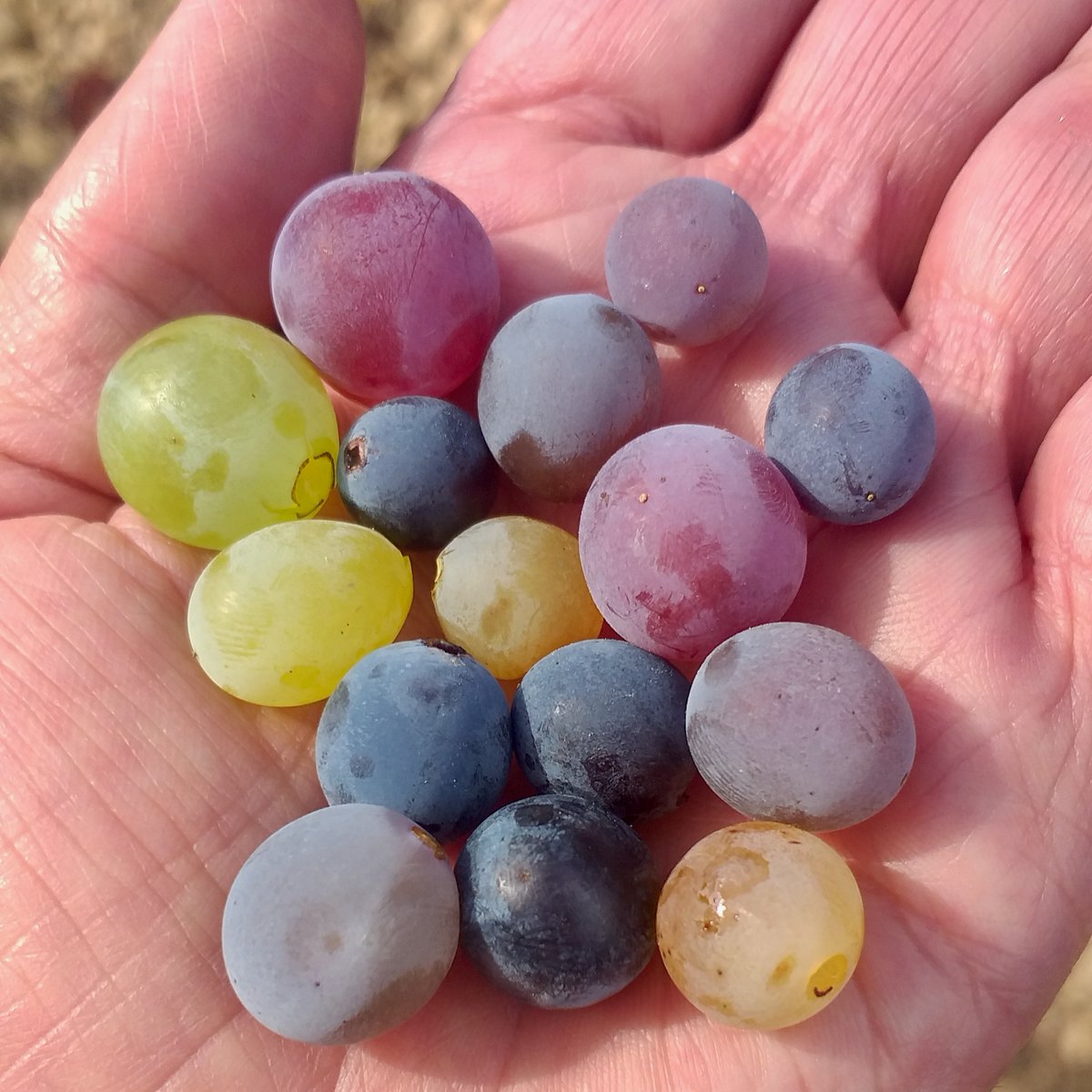 Roya/gris, tinta o blanca, pero todas garnachas. 3º año que elaboramos los 2000 biotipos de garnachas tintas y 13 de blancas antiguas encontradas en Navarra, en uno de nuestros proyectos de I+D mas ilusionantes. 2 añadas ya embotelladas, en breve mas noticias #bodegainurrieta